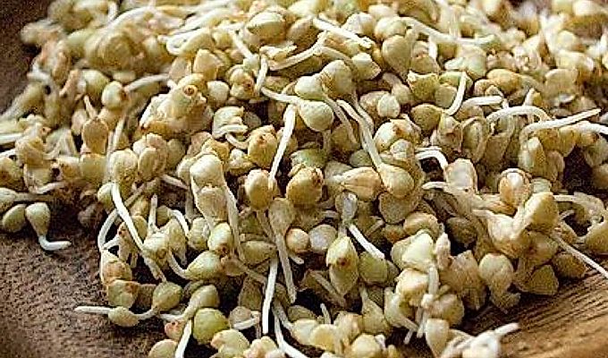  Brots de blat sarraí 