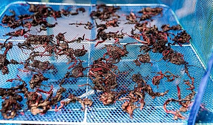 Акаджисо Юкари