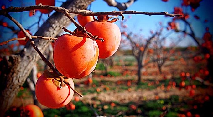 Propietats útils del caqui i receptes delicioses