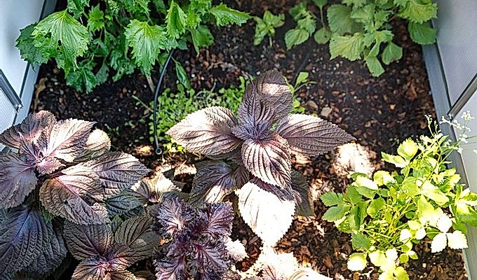 Aka Shiso / Red Perilla Leaves