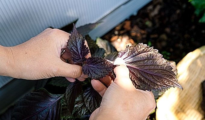 Aka Shiso / Red Perilla Leaves