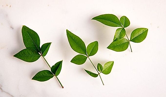 Nanten (nandina, bambù celeste o bambù sacro)