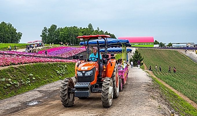 тракторы тянут туристов у Панорамного цветочного сада Ш …