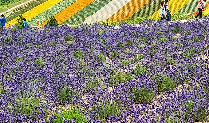 поля цветов лаванды в Panoramic Flower Gardens Shiki …