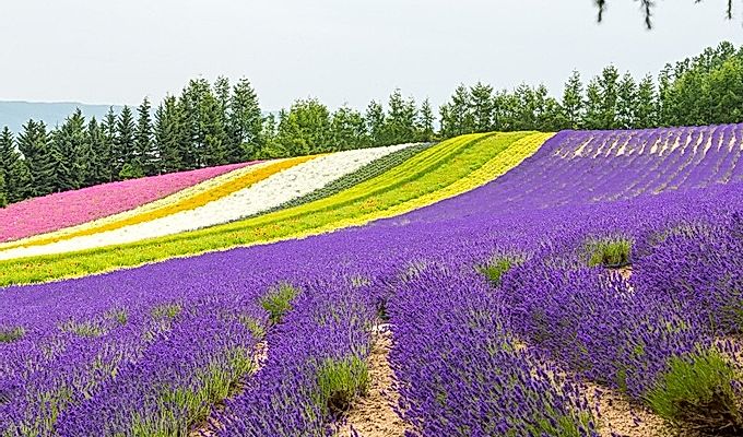 красочные цветочные поля на ферме Томита