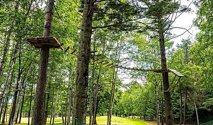 курс в Tree Adventure Furano