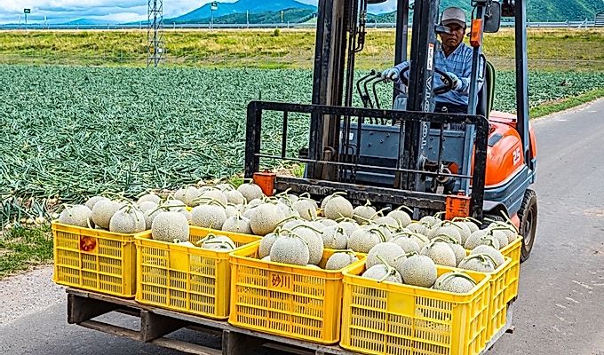 Дыни фурано в пластиковых контейнерах на погрузчике