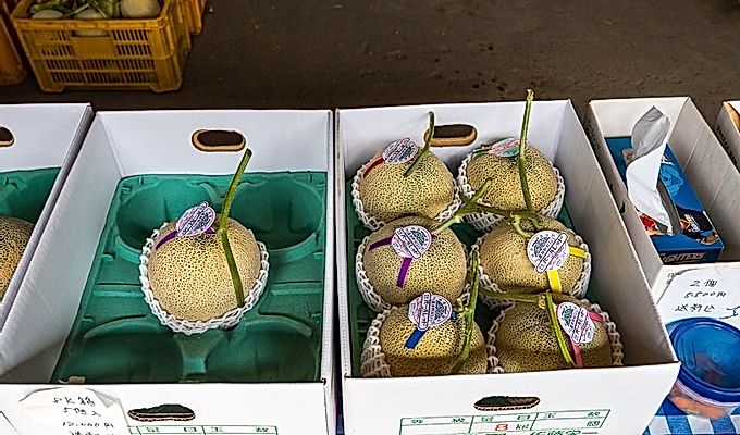 Дыня фурано внутри коробок