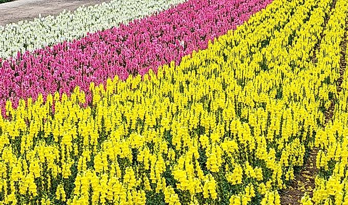красочные цветочные поля в Panoramic Flower Gardens Shiki …