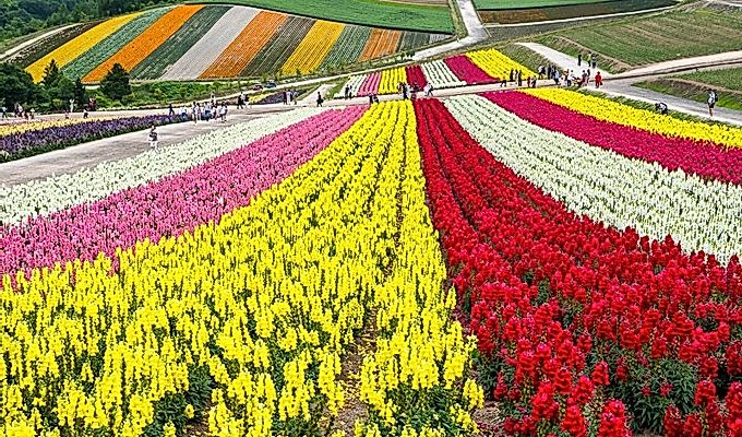 красочные цветочные поля в Panoramic Flower Gardens Shiki …