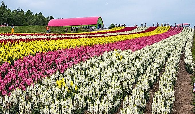 красочные цветочные поля в Panoramic Flower Gardens Shiki …