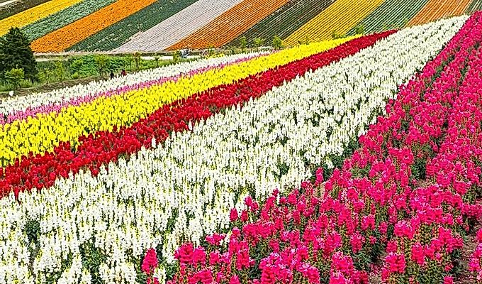 красочные цветочные поля в Panoramic Flower Gardens Shiki …