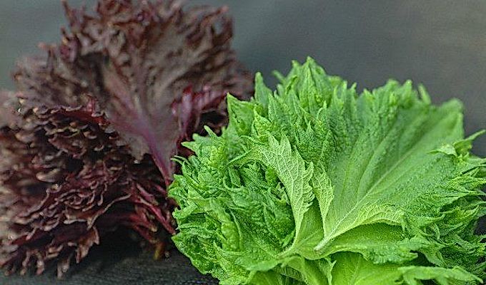 Shiso-Foglie