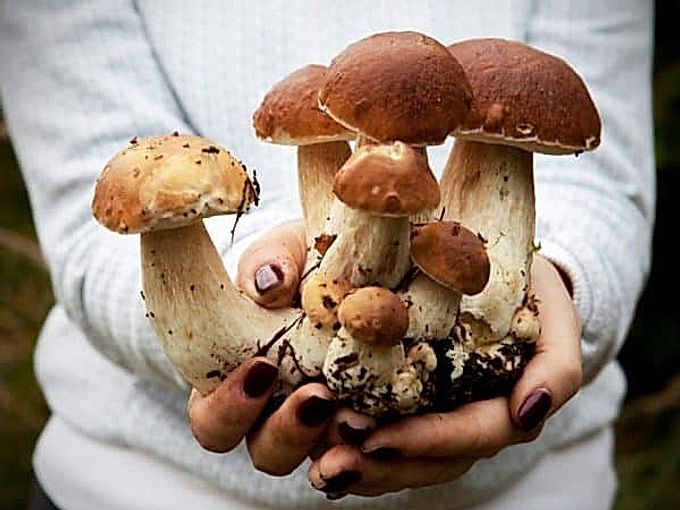 Metodi proprietari per coltivare i funghi porcini in casa