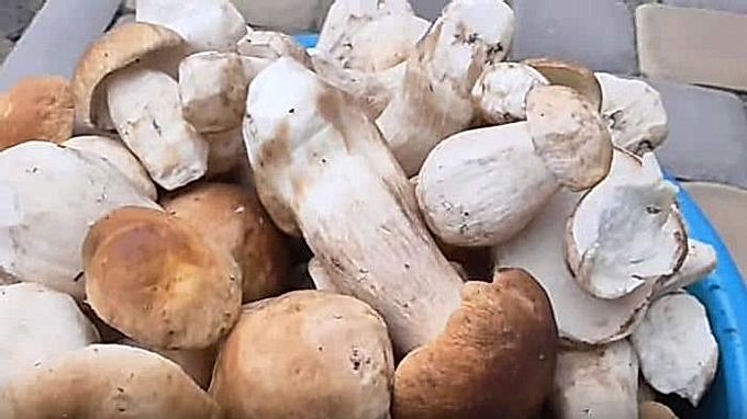 Come pulire i funghi porcini senza problemi