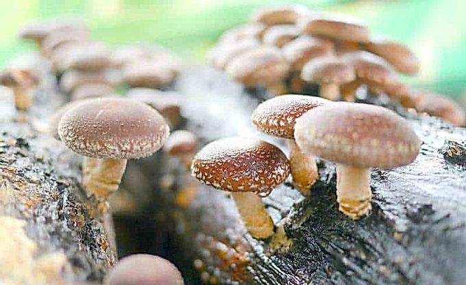 Tutte le ricette di Shiitake