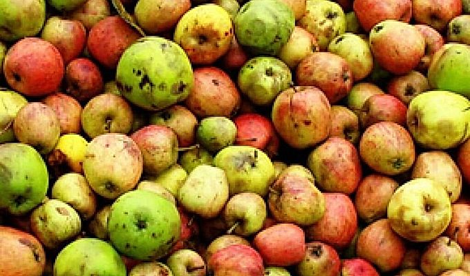 التفاح لعصير التفاح 