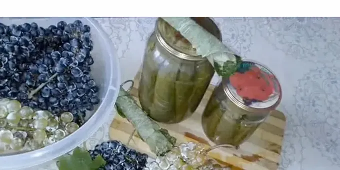 Come fare la raccolta delle foglie d'uva per l'inverno per il dolma secondo una ricetta passo-passo con una foto