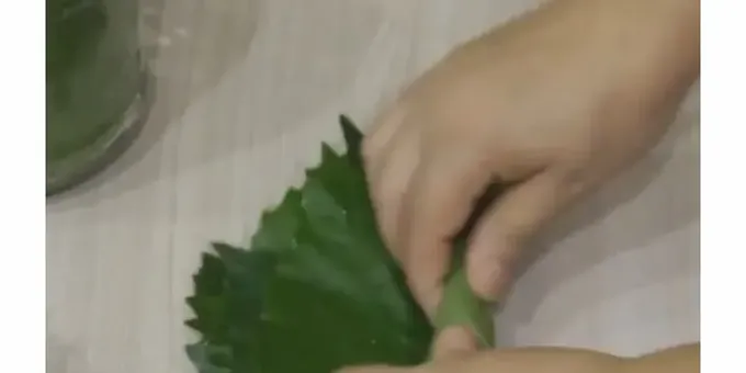  ضع الأنابيب بإحكام في مرطبانات نظيفة قبل تتبيلها ورق العنب لدولما. 