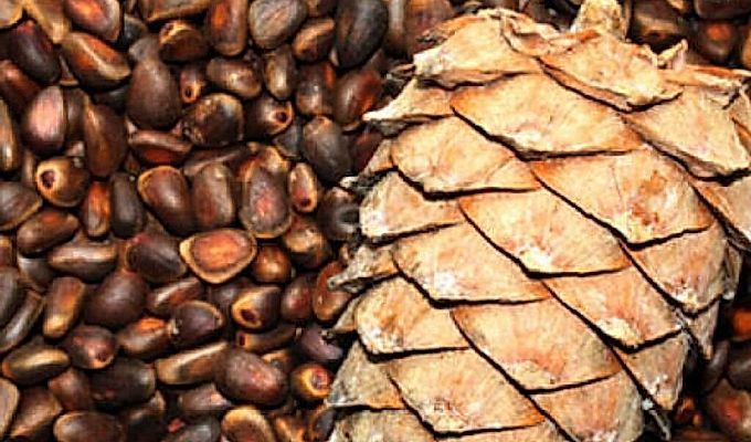  بذور الصنوبر 