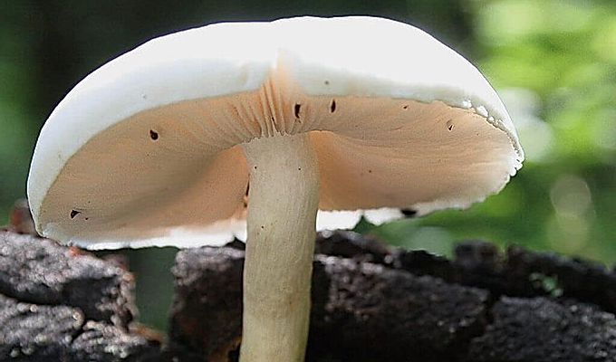 Plutey