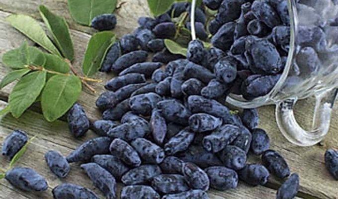  Fruits de lligabosc 