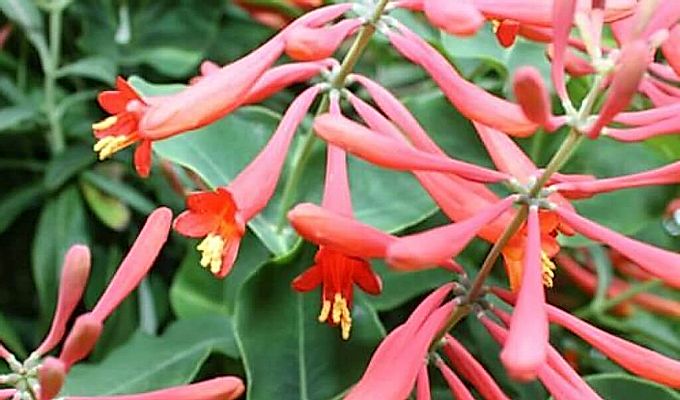  Flors de lligabosc 