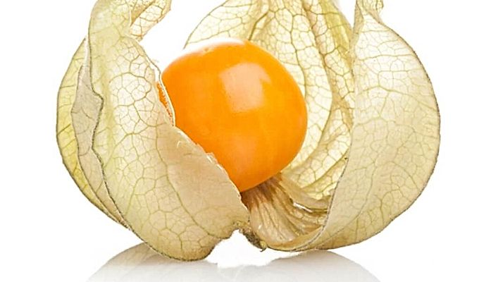 Physalis