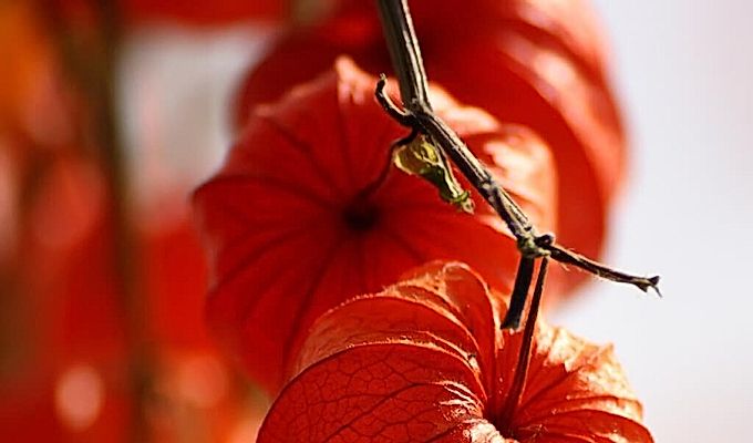  Description of physalis 