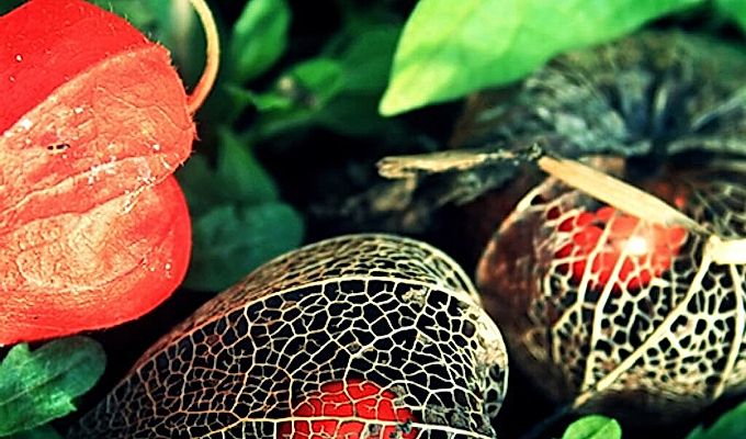  Influence of physalis on the body 