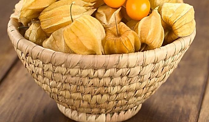  The use of physalis in medicine, cosmetology 