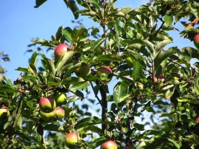 Come fare il vino di mele a casa - ricette semplici