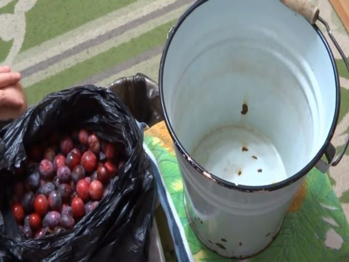fresh plums