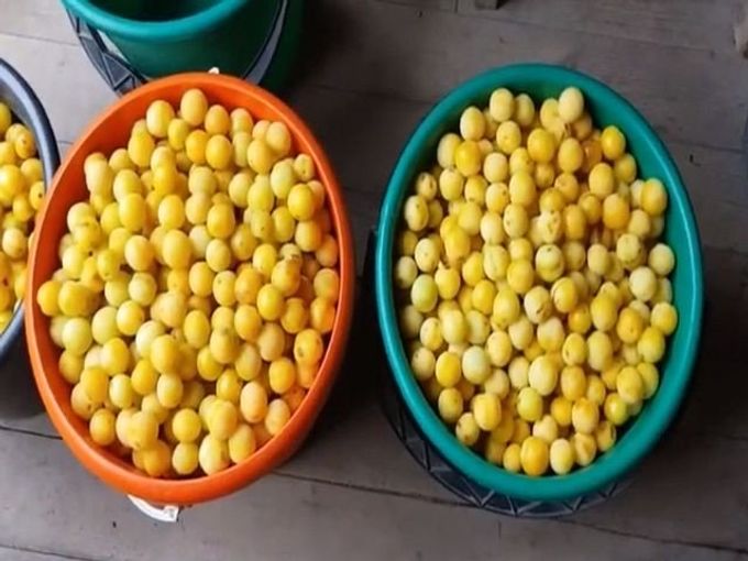 yellow plum